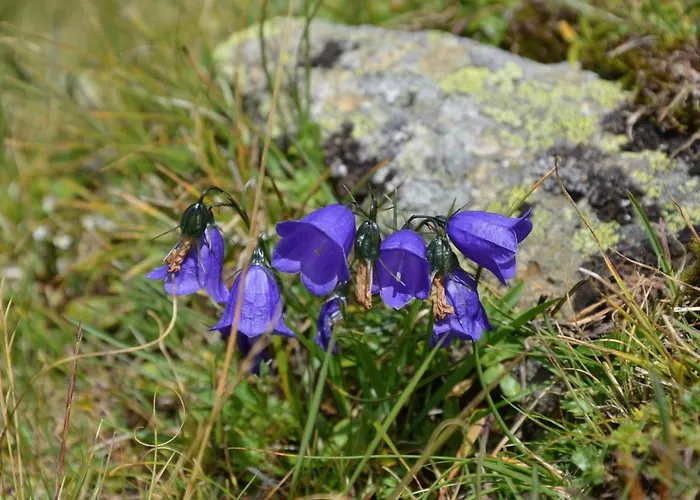 Dom wakacyjny Gaestehaus Christophorus Innerkrems